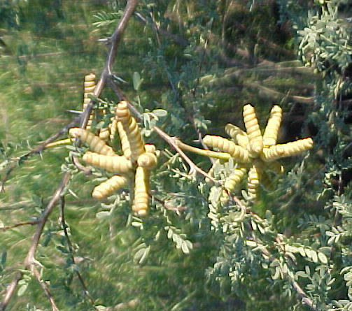 Plant photo of: Prosopis pubescens