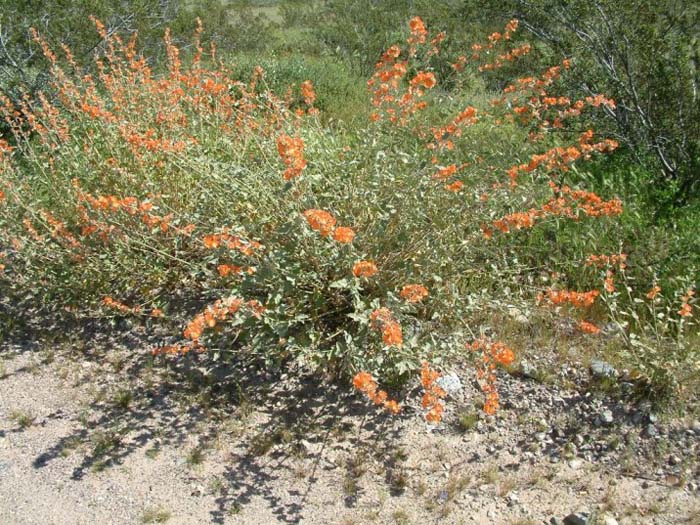 Globe Mallow Louis Hamilton