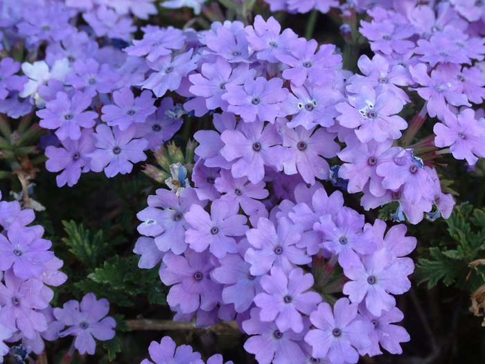 Verbena X hybrida