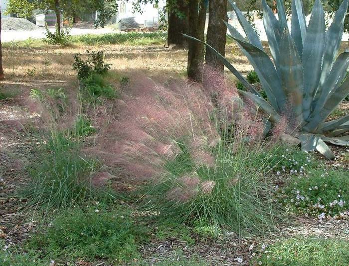 Pink Muhly