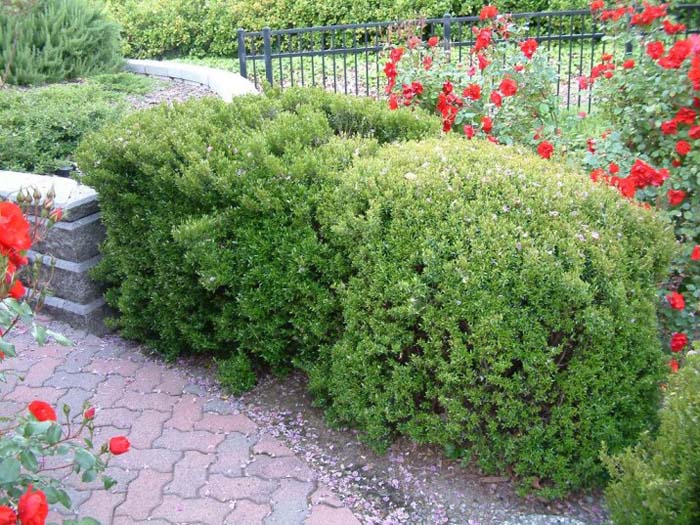 Dwarf Myrtle