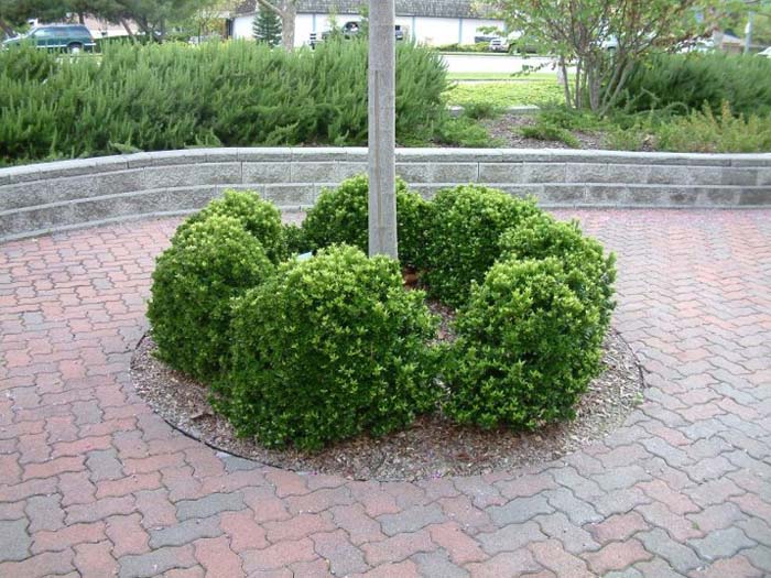Plant photo of: Myrtus communis 'Compacta'