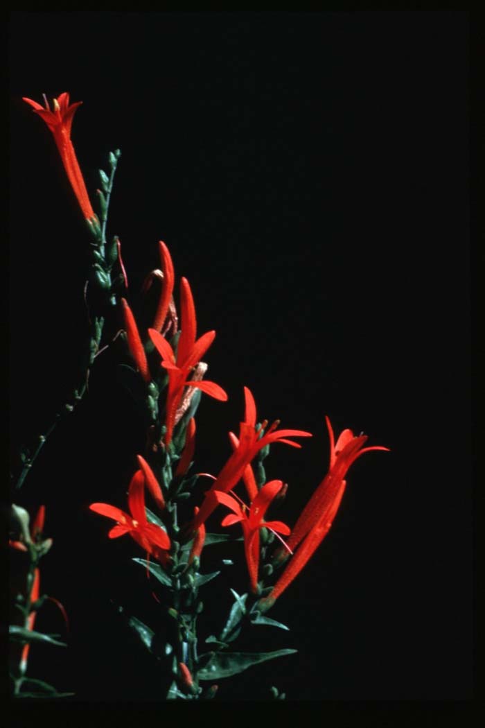 Anisacanthus quad. w. 'Mexican Flame'