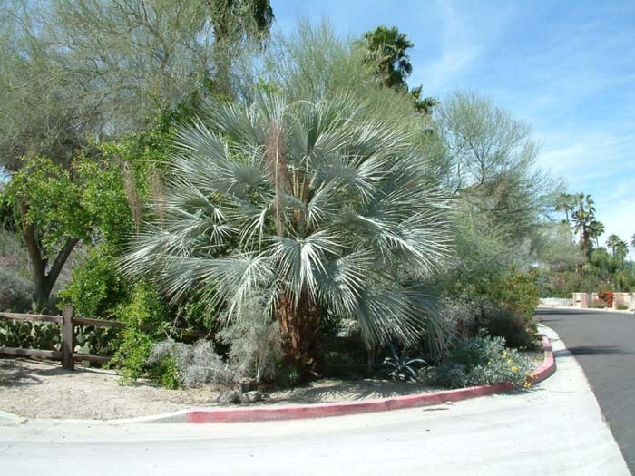 Mexican Blue Palm,