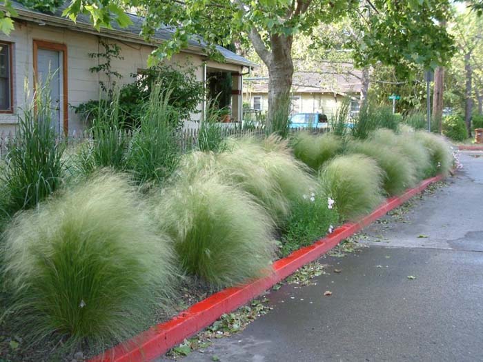 Mexican or Texas Needle Grass