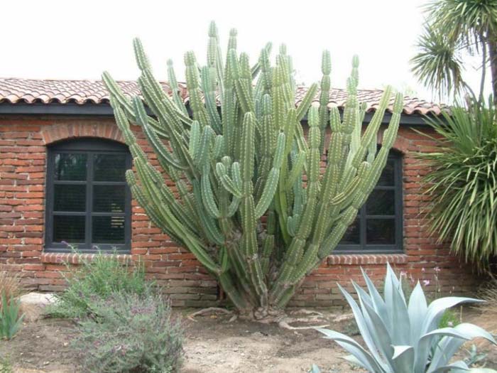 Cereus hildemannianus