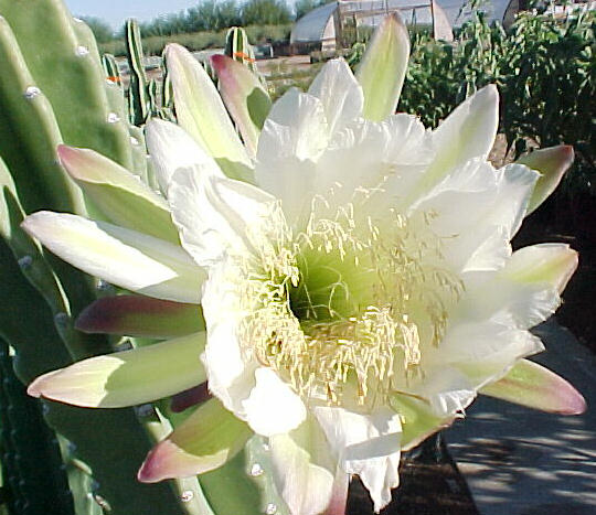 Plant photo of: Cereus hildemannianus