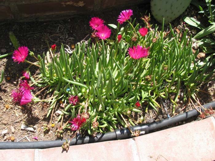 Red Spike Iceplant