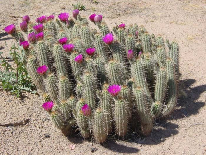 Plant photo of: Echinocereus engelmannii