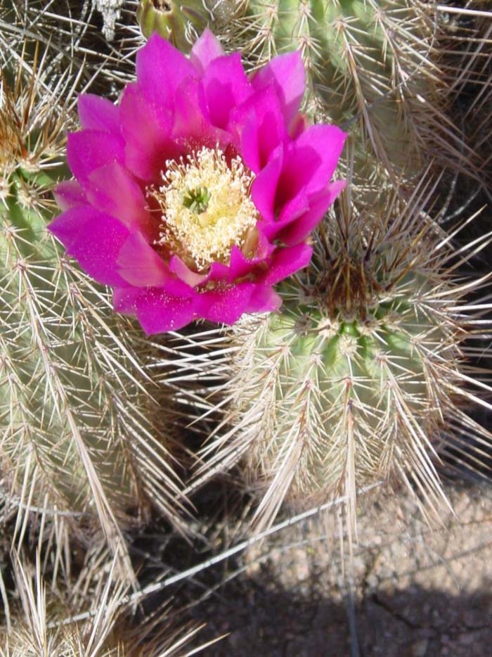 Plant photo of: Echinocereus engelmannii