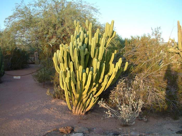 Blue Myrtle Cactus