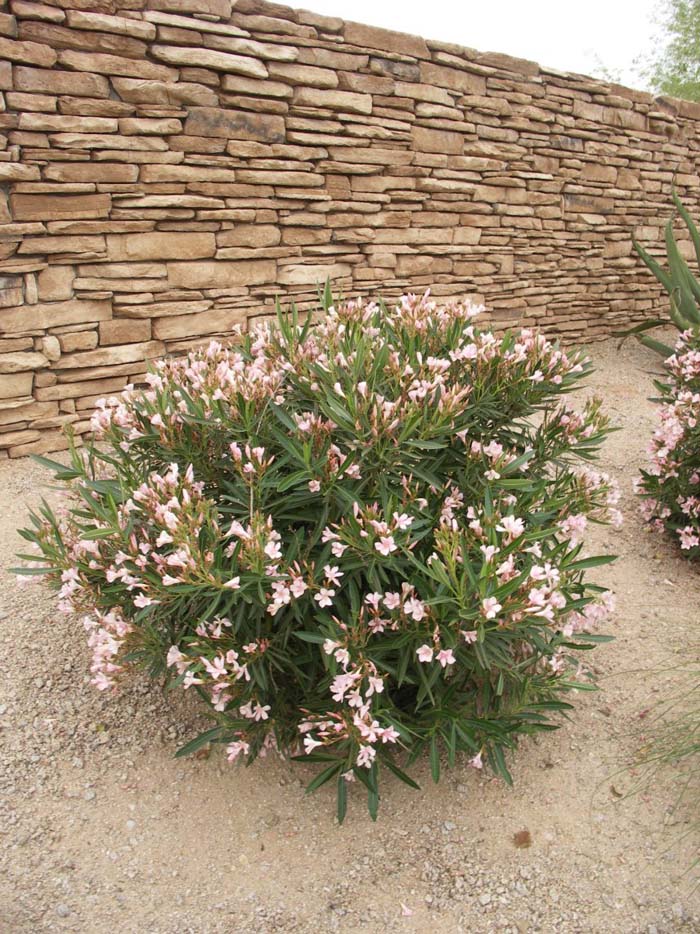 Nerium oleander 'Petite Pink'