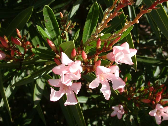 Plant photo of: Nerium oleander 'Petite Pink'