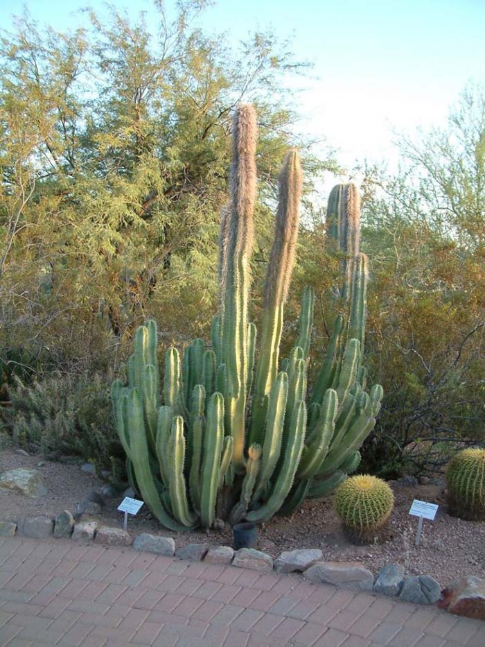 Plant photo of: Lophocereus schotti