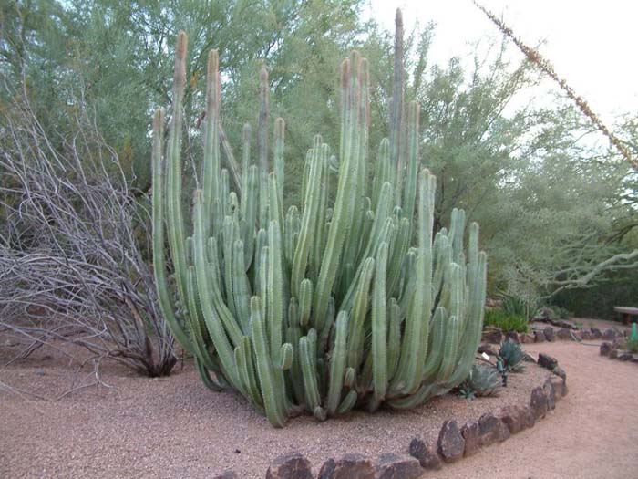 Plant photo of: Lophocereus schotti