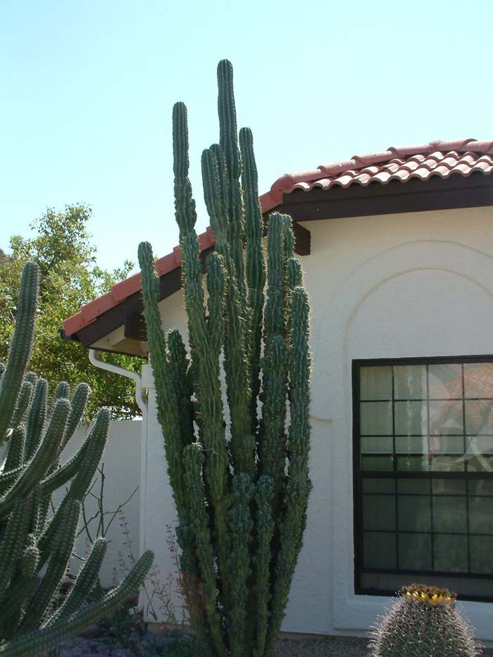 Plant photo of: Lophocereus schotti 'Monstrose'