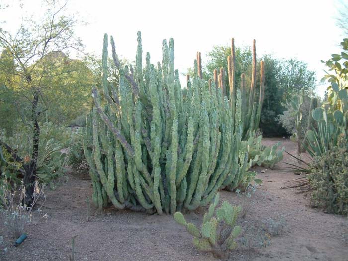 Plant photo of: Lophocereus schotti 'Monstrose'