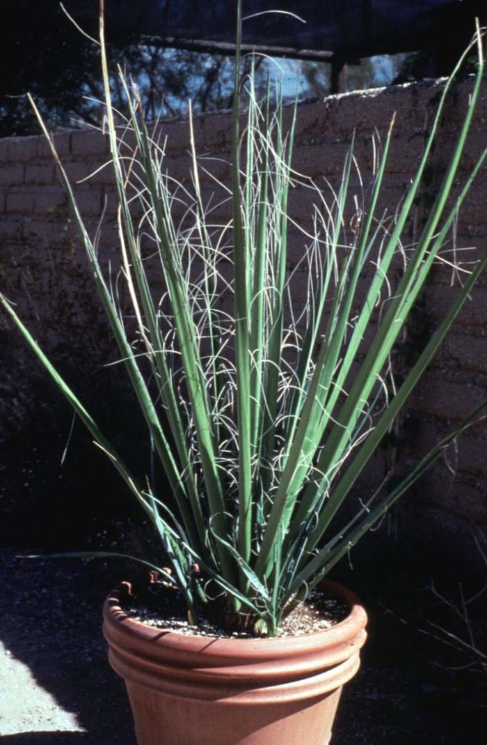 Giant Hesperaloe