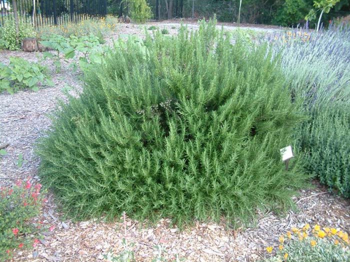 Plant photo of: Rosmarinus officinalis 'Tuscan Blue'
