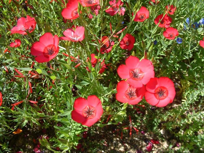 Red Flax