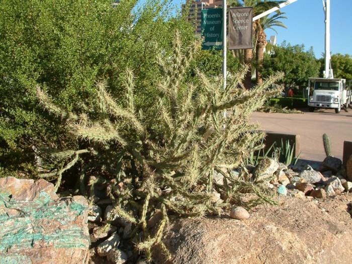 Buckhorn Cholla