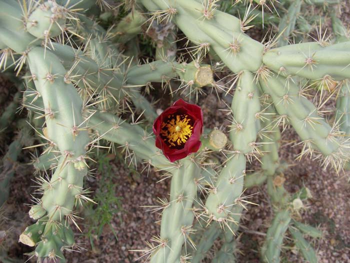 Plant photo of: Cylindropuntia acanthocarpa