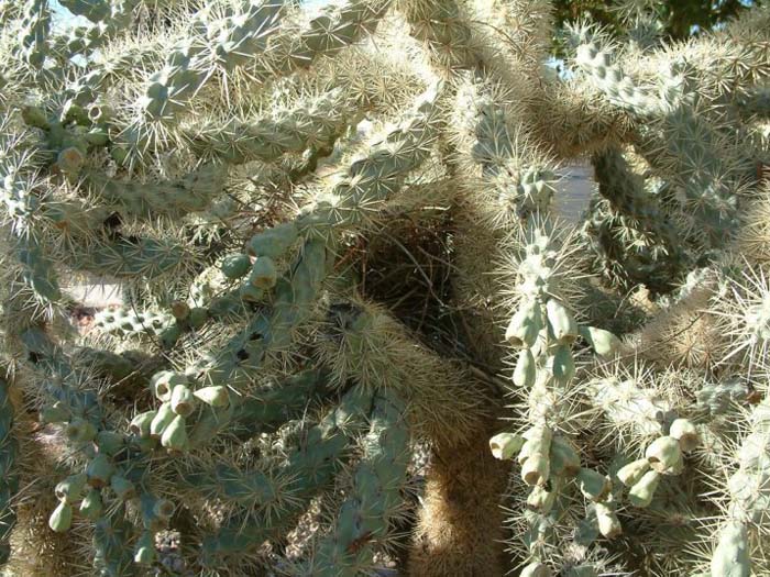 Plant photo of: Cylindropuntia acanthocarpa