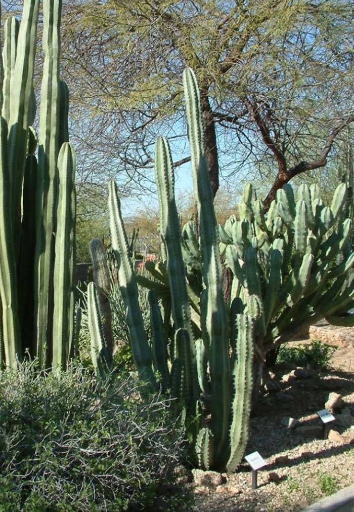 Mexican Fencepost