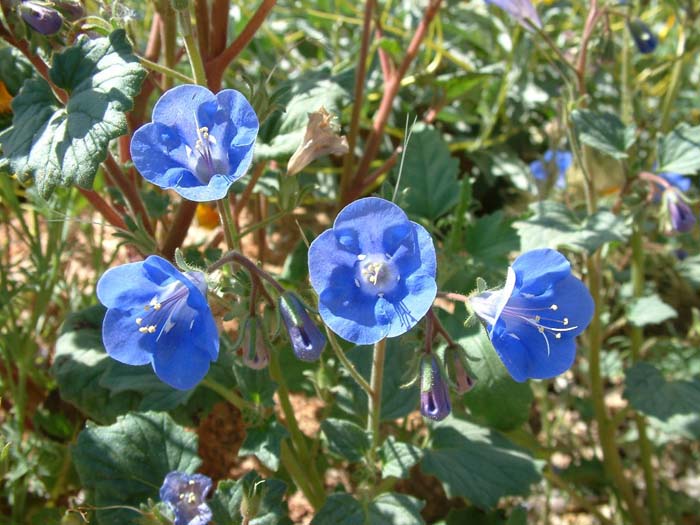 Phacelia companularia