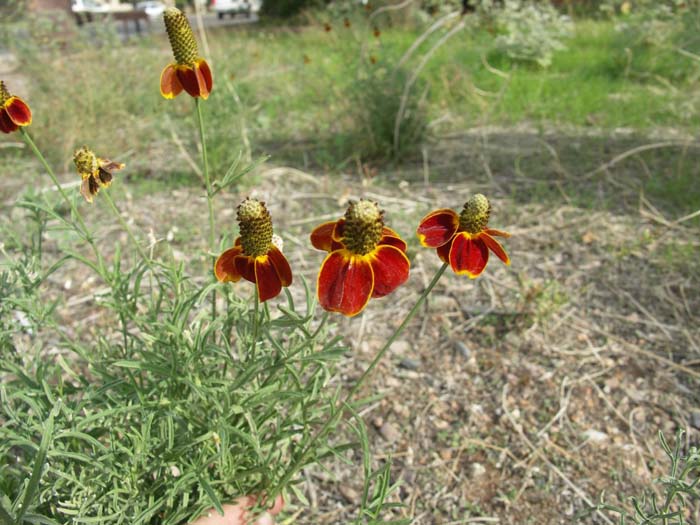 Mexican Hat