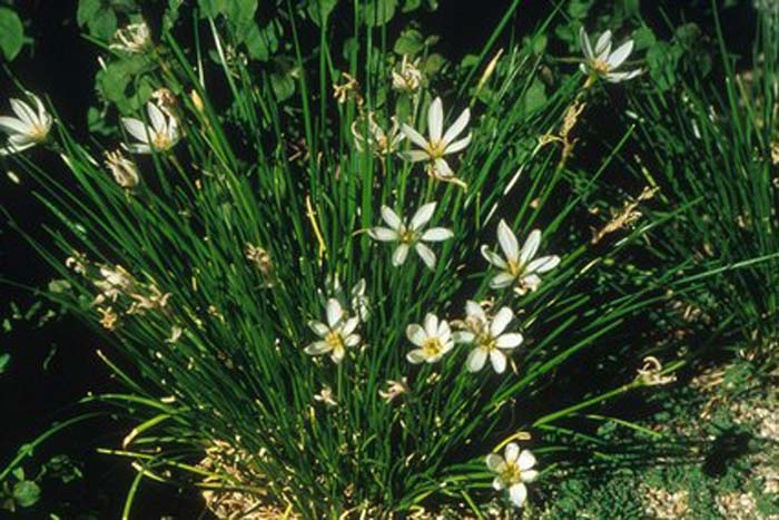 Zephyranthes candida