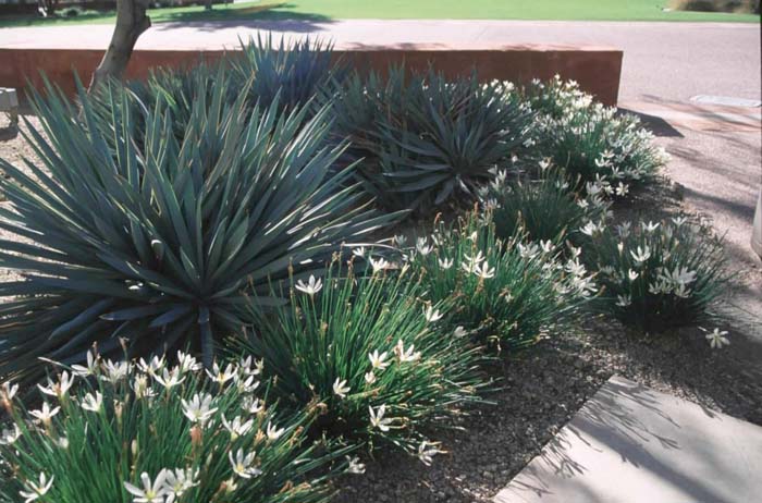 Plant photo of: Zephyranthes candida