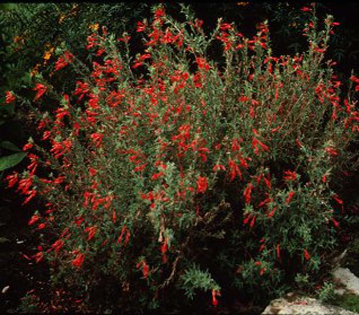 Epilobium canum