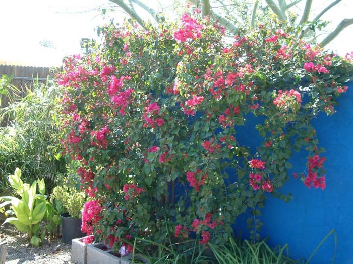 Bougainvillea