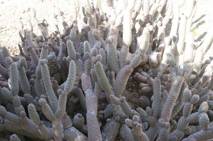 Spruce Cones