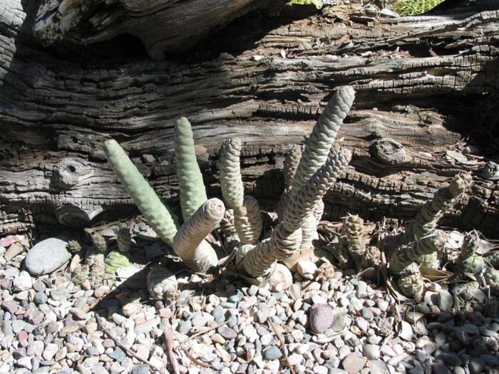Plant photo of: Tephrocactus articulatus 'inermis'
