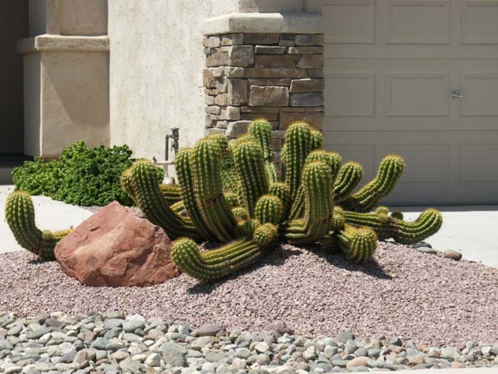 Echinopsis candicans