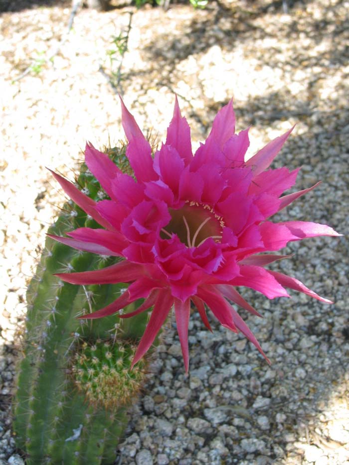 Plant photo of: Echinopsis huascha