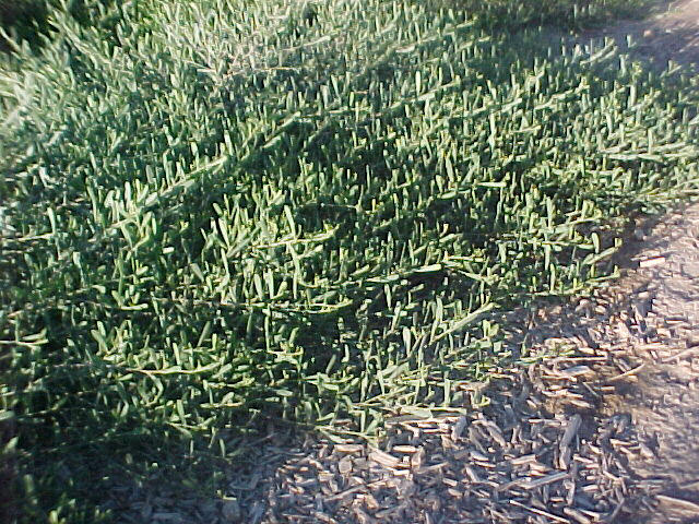 Spreading Acacia 'Desert Carpet'