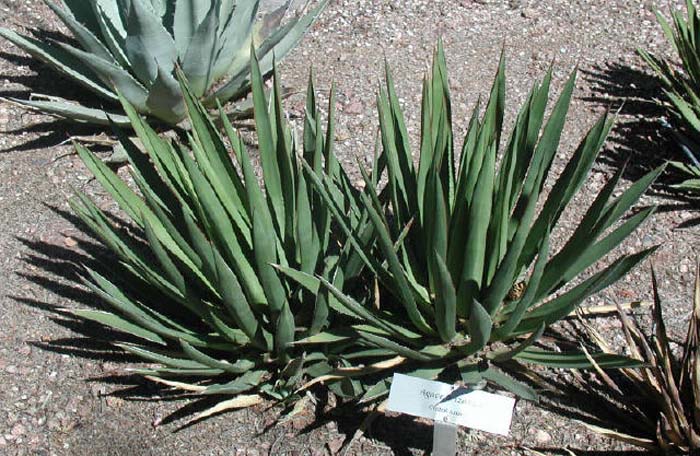 Agave X arizonica