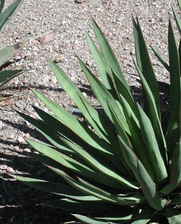 Plant photo of: Agave X arizonica