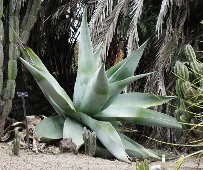 Agave