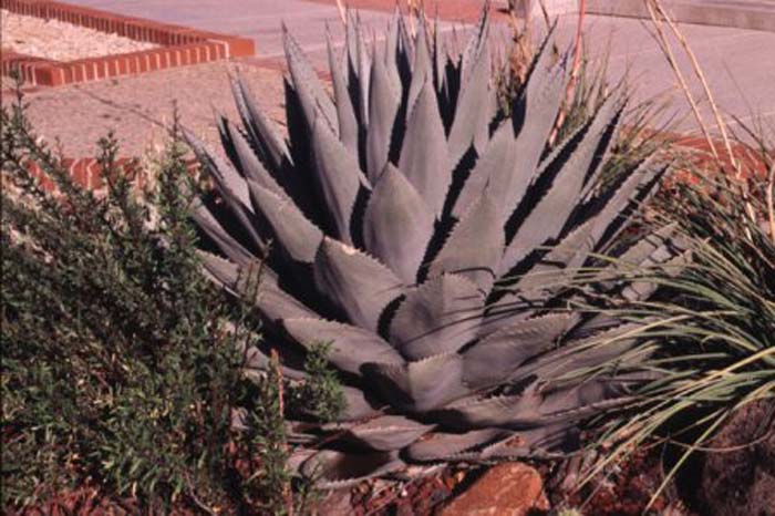 Havard Agave