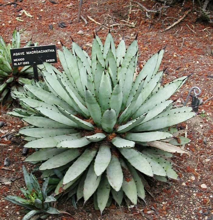 Large-spine Agave