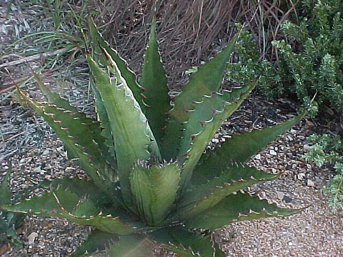 Mountain Agave