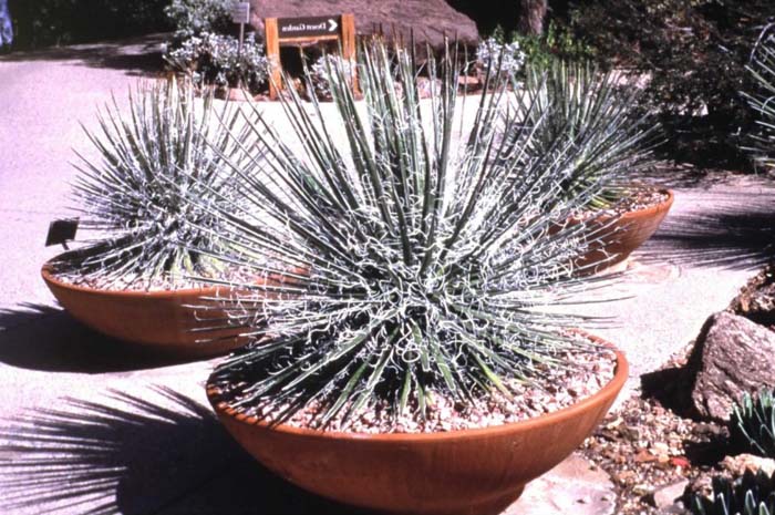 Agave multifilifera