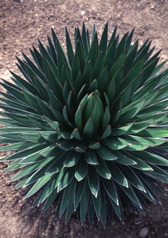 Agave ocahui