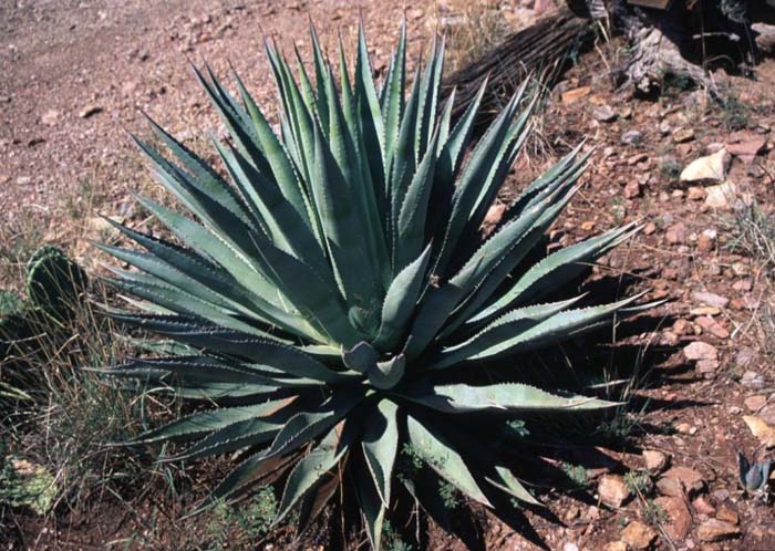 Plant photo of: Agave palmeri