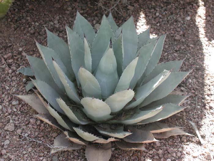 Agave parryi v. couesii