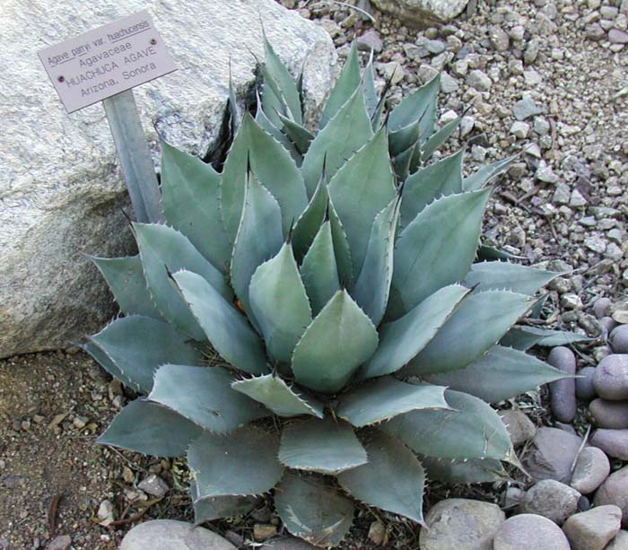 Huachuca Agave